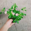 Hoa Ngũ Sắc Hồng – Hoa Trâm Ổi Hồng Giá 45.000 VNĐ, Tươi Đẹp, Sắc Màu Rực Rỡ 9