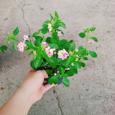 Hoa Ngũ Sắc Hồng – Hoa Trâm Ổi Hồng Giá 45.000 VNĐ, Tươi Đẹp, Sắc Màu Rực Rỡ 9 Hoa Ngũ Sắc Hồng – Hoa Trâm Ổi Hồng Giá 45.000 VNĐ, Tươi Đẹp, Sắc Màu Rực Rỡ 9