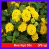 Hoa ngũ sắc vàng Trâm ổi vàng - Cây cảnh nở quanh năm, sai hoa, trang trí sân vườn và ban công chỉ 45.000₫