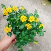 Hoa ngũ sắc vàng Trâm ổi vàng - Cây cảnh nở quanh năm, sai hoa, trang trí sân vườn và ban công chỉ 45.000₫ 2