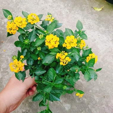Hoa ngũ sắc vàng Trâm ổi vàng - Cây cảnh nở quanh năm, sai hoa, trang trí sân vườn và ban công chỉ 45.000₫