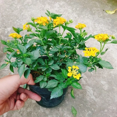 Hoa ngũ sắc vàng Trâm ổi vàng - Cây cảnh nở quanh năm, sai hoa, trang trí sân vườn và ban công chỉ 45.000₫