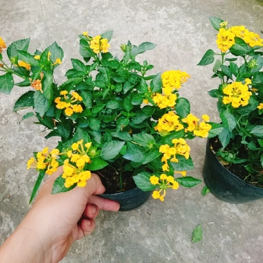 Hoa ngũ sắc vàng Trâm ổi vàng - Cây cảnh nở quanh năm, sai hoa, trang trí sân vườn và ban công chỉ 45.000₫