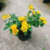 Hoa ngũ sắc vàng Trâm ổi vàng - Cây cảnh nở quanh năm, sai hoa, trang trí sân vườn và ban công chỉ 45.000₫ 5