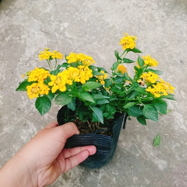 Hoa ngũ sắc vàng Trâm ổi vàng - Cây cảnh nở quanh năm, sai hoa, trang trí sân vườn và ban công chỉ 45.000₫