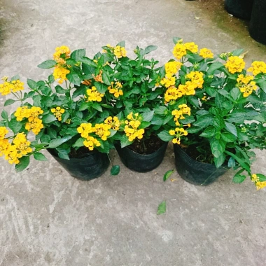 Hoa ngũ sắc vàng Trâm ổi vàng - Cây cảnh nở quanh năm, sai hoa, trang trí sân vườn và ban công chỉ 45.000₫