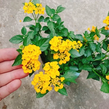 Hoa ngũ sắc vàng Trâm ổi vàng - Cây cảnh nở quanh năm, sai hoa, trang trí sân vườn và ban công chỉ 45.000₫