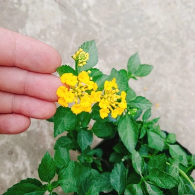 Hoa ngũ sắc vàng Trâm ổi vàng - Cây cảnh nở quanh năm, sai hoa, trang trí sân vườn và ban công chỉ 45.000₫