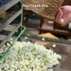 Hoa nhài sấy khô Mai Thanh Trà – Thư giãn, an thần, làm đẹp da, hương thơm thiên nhiên 3