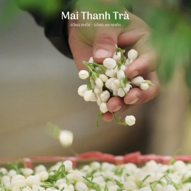 Hoa nhài sấy khô Mai Thanh Trà – Thư giãn, an thần, làm đẹp da, hương thơm thiên nhiên