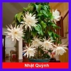 Hoa Nhật Quỳnh bóng siêu to - Hoa thơm quanh năm, chỉ 22.000đ giảm giá hấp dẫn