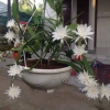Hoa Nhật Quỳnh bóng siêu to - Hoa thơm quanh năm, chỉ 22.000đ giảm giá hấp dẫn 3