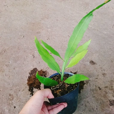 Hoa Nhật Quỳnh bóng siêu to - Hoa thơm quanh năm, chỉ 22.000đ giảm giá hấp dẫn 6