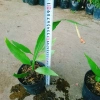 Hoa Nhật Quỳnh bóng siêu to - Hoa thơm quanh năm, chỉ 22.000đ giảm giá hấp dẫn 7