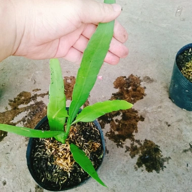 Hoa Nhật Quỳnh bóng siêu to - Hoa thơm quanh năm, chỉ 22.000đ giảm giá hấp dẫn 9