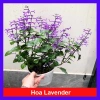 Hoa Oải Hương Lavender - Cây cảnh để bàn sang trọng, giảm giá 22% chỉ 50.000 VND