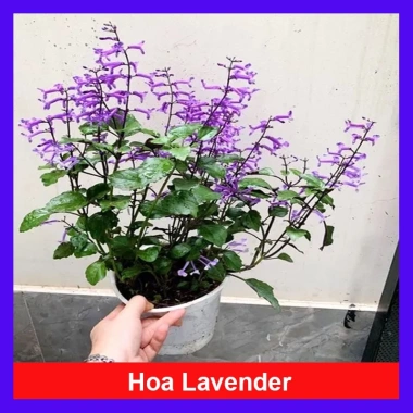 Hoa Oải Hương Lavender - Cây cảnh để bàn sang trọng, giảm giá 22% chỉ 50.000 VND