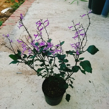 Hoa Oải Hương Lavender - Cây cảnh để bàn sang trọng, giảm giá 22% chỉ 50.000 VND