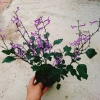 Hoa Oải Hương Lavender - Cây cảnh để bàn sang trọng, giảm giá 22% chỉ 50.000 VND 3