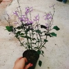 Hoa Oải Hương Lavender - Cây cảnh để bàn sang trọng, giảm giá 22% chỉ 50.000 VND 4