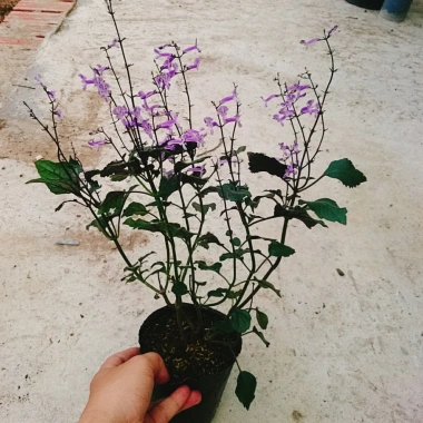 Hoa Oải Hương Lavender - Cây cảnh để bàn sang trọng, giảm giá 22% chỉ 50.000 VND