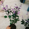 Hoa Oải Hương Lavender - Cây cảnh để bàn sang trọng, giảm giá 22% chỉ 50.000 VND 5