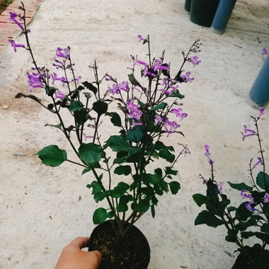 Hoa Oải Hương Lavender - Cây cảnh để bàn sang trọng, giảm giá 22% chỉ 50.000 VND