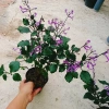 Hoa Oải Hương Lavender - Cây cảnh để bàn sang trọng, giảm giá 22% chỉ 50.000 VND 6