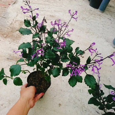 Hoa Oải Hương Lavender - Cây cảnh để bàn sang trọng, giảm giá 22% chỉ 50.000 VND