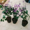 Hoa Oải Hương Lavender - Cây cảnh để bàn sang trọng, giảm giá 22% chỉ 50.000 VND 7