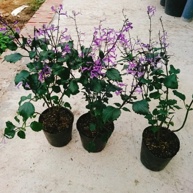 Hoa Oải Hương Lavender - Cây cảnh để bàn sang trọng, giảm giá 22% chỉ 50.000 VND 7 Hoa Oải Hương Lavender - Cây cảnh để bàn sang trọng, giảm giá 22% chỉ 50.000 VND 7