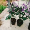 Hoa Oải Hương Lavender - Cây cảnh để bàn sang trọng, giảm giá 22% chỉ 50.000 VND 8