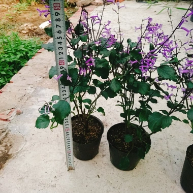 Hoa Oải Hương Lavender - Cây cảnh để bàn sang trọng, giảm giá 22% chỉ 50.000 VND