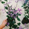 Hoa Oải Hương Lavender - Cây cảnh để bàn sang trọng, giảm giá 22% chỉ 50.000 VND 9