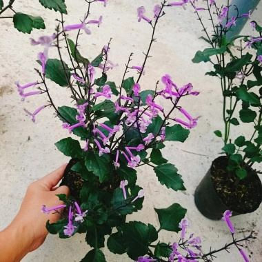 Hoa Oải Hương Lavender - Cây cảnh để bàn sang trọng, giảm giá 22% chỉ 50.000 VND