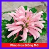 Hoa Pháo Bông Giống Mới - Thiên Phúc Trang Trí Nhà Cửa, Ban Công, Sân Vườn 86.000 VND