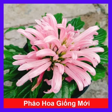 Hoa Pháo Bông Giống Mới - Thiên Phúc Trang Trí Nhà Cửa, Ban Công, Sân Vườn 86.000 VND