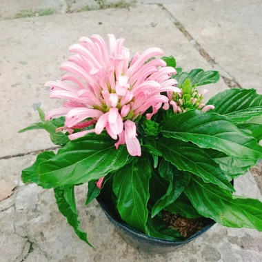 Hoa Pháo Bông Giống Mới - Thiên Phúc Trang Trí Nhà Cửa, Ban Công, Sân Vườn 86.000 VND