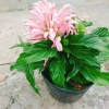 Hoa Pháo Bông Giống Mới - Thiên Phúc Trang Trí Nhà Cửa, Ban Công, Sân Vườn 86.000 VND 3