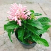Hoa Pháo Bông Giống Mới - Thiên Phúc Trang Trí Nhà Cửa, Ban Công, Sân Vườn 86.000 VND 4