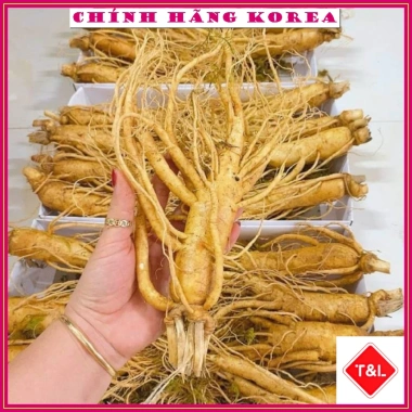 Hoa Sâm Tươi Hàn Quốc 6 Năm Tuổi - Tỉa Nghệ Thuật, Giá Ưu Đãi 195.000đ