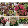 Hoa sống Đời Cánh Kép chậu to đa sắc - Giá chỉ 98.000đ, giảm từ 121.520đ