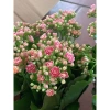 Hoa sống Đời Cánh Kép chậu to đa sắc - Giá chỉ 98.000đ, giảm từ 121.520đ 2