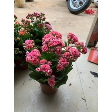 Hoa sống Đời Cánh Kép chậu to đa sắc - Giá chỉ 98.000đ, giảm từ 121.520đ 3 Hoa sống Đời Cánh Kép chậu to đa sắc - Giá chỉ 98.000đ, giảm từ 121.520đ 3