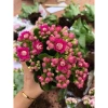 Hoa sống Đời Cánh Kép chậu to đa sắc - Giá chỉ 98.000đ, giảm từ 121.520đ 4