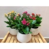 Hoa sống Đời Cánh Kép chậu to đa sắc - Giá chỉ 98.000đ, giảm từ 121.520đ 5