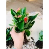 Hoa sống Đời Cánh Kép chậu to đa sắc - Giá chỉ 98.000đ, giảm từ 121.520đ 8