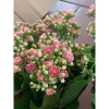 Hoa sống Đời Cánh Kép chậu to đa sắc - Giá chỉ 98.000đ, giảm từ 121.520đ 9