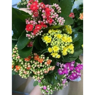 Hoa Sống Đời Kép Thái - Hoa Chi Chít Nụ Đẹp, Giá Chỉ 40.000 VNĐ, Tiết Kiệm Ngay 2