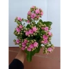 Hoa Sống Đời Kép Thái - Hoa Chi Chít Nụ Đẹp, Giá Chỉ 40.000 VNĐ, Tiết Kiệm Ngay 4